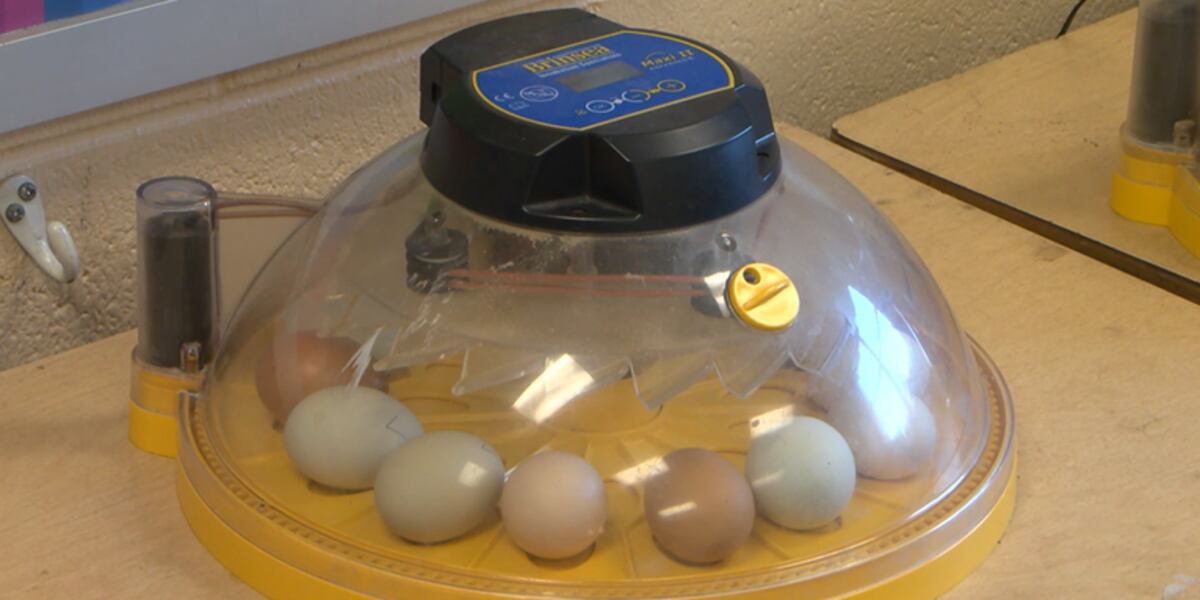 Hatching a love of learning: Prattville teacher inspiring students with ...