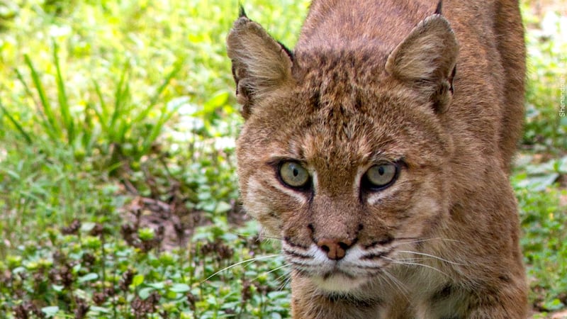 Wildcat Attack ‘Aggressive’ bobcat attacks 2 children, officials say