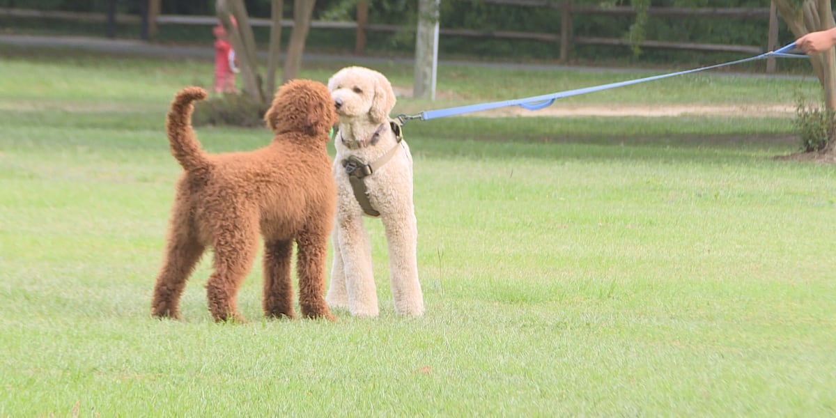 Vets Urge Pet Owners Plan Ahead Fireworks Summer Heat