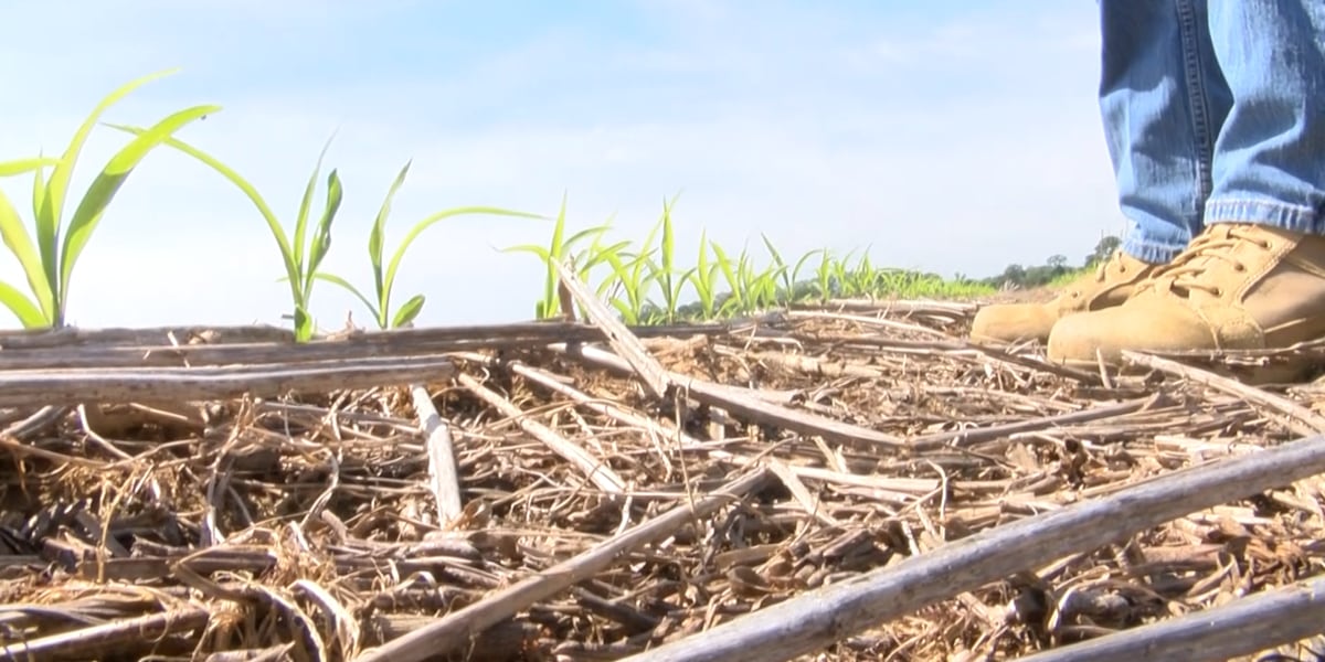 Fertilizer prices climb amid overseas conflict, Alabama farmers feel the squeeze