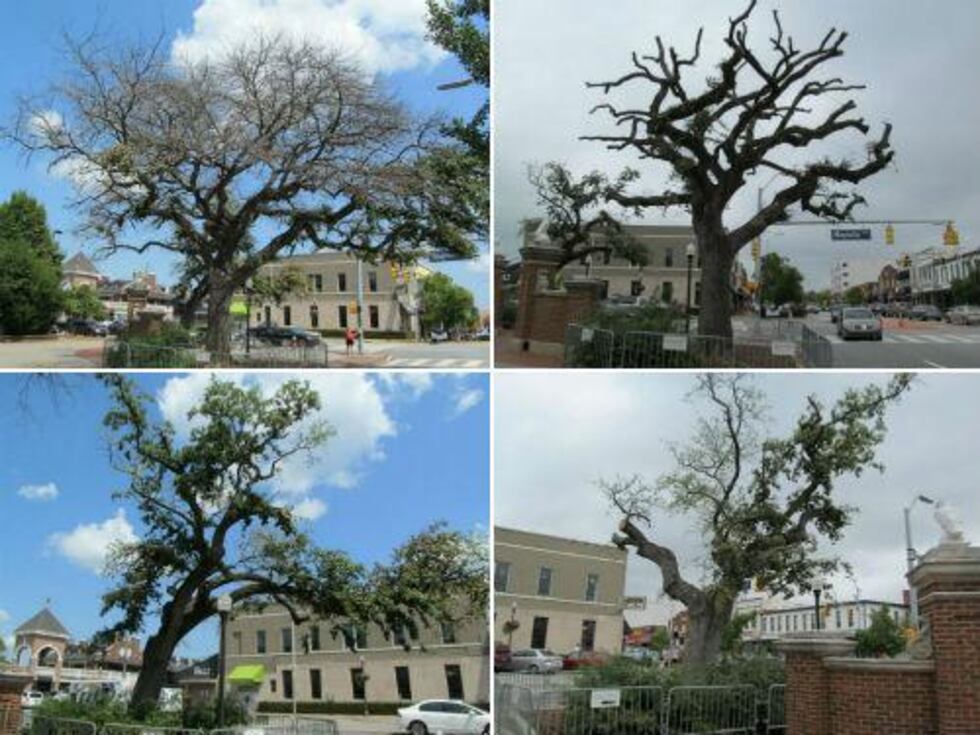 Auburn to create keepsakes from Toomer's Oaks once they're removed