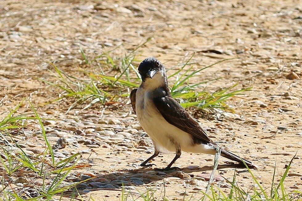 Eastern Kingbird with an attitude. (Photo Ken Hare)