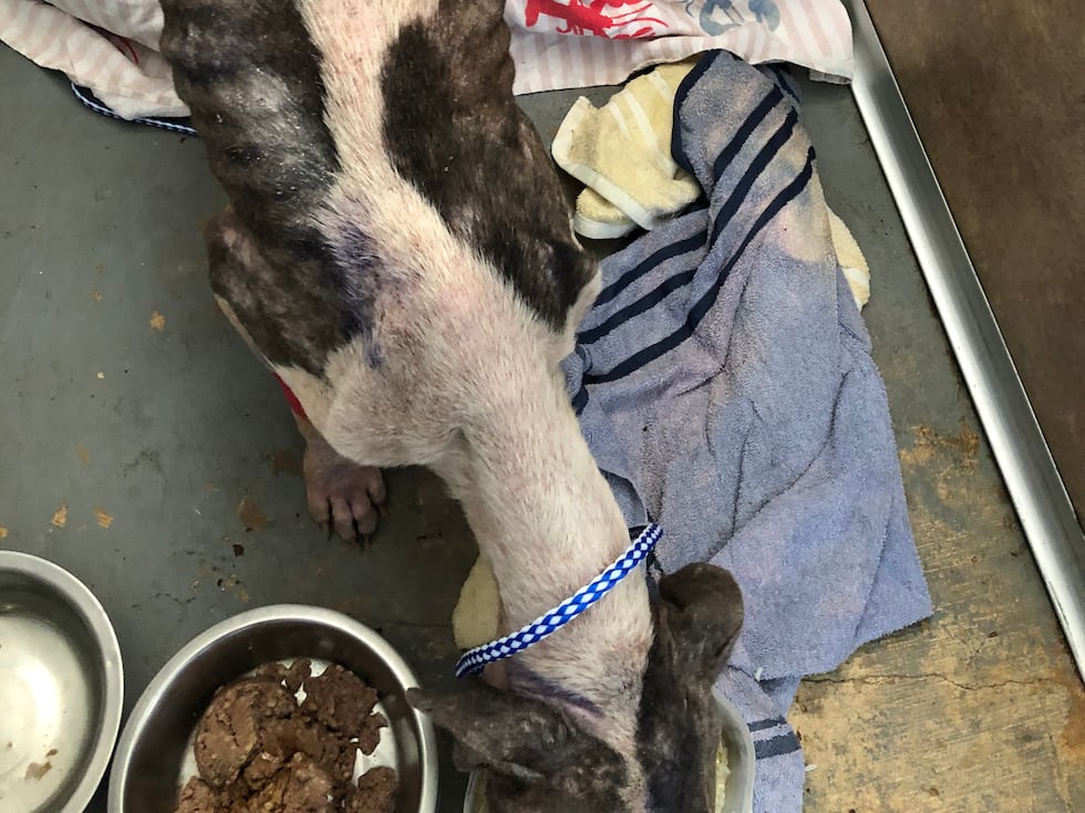 A veterinarian predicts Truman was very close to death from deliberate starvation before his...