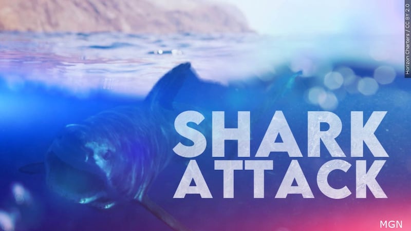 Shark attack at Navy Base Marina