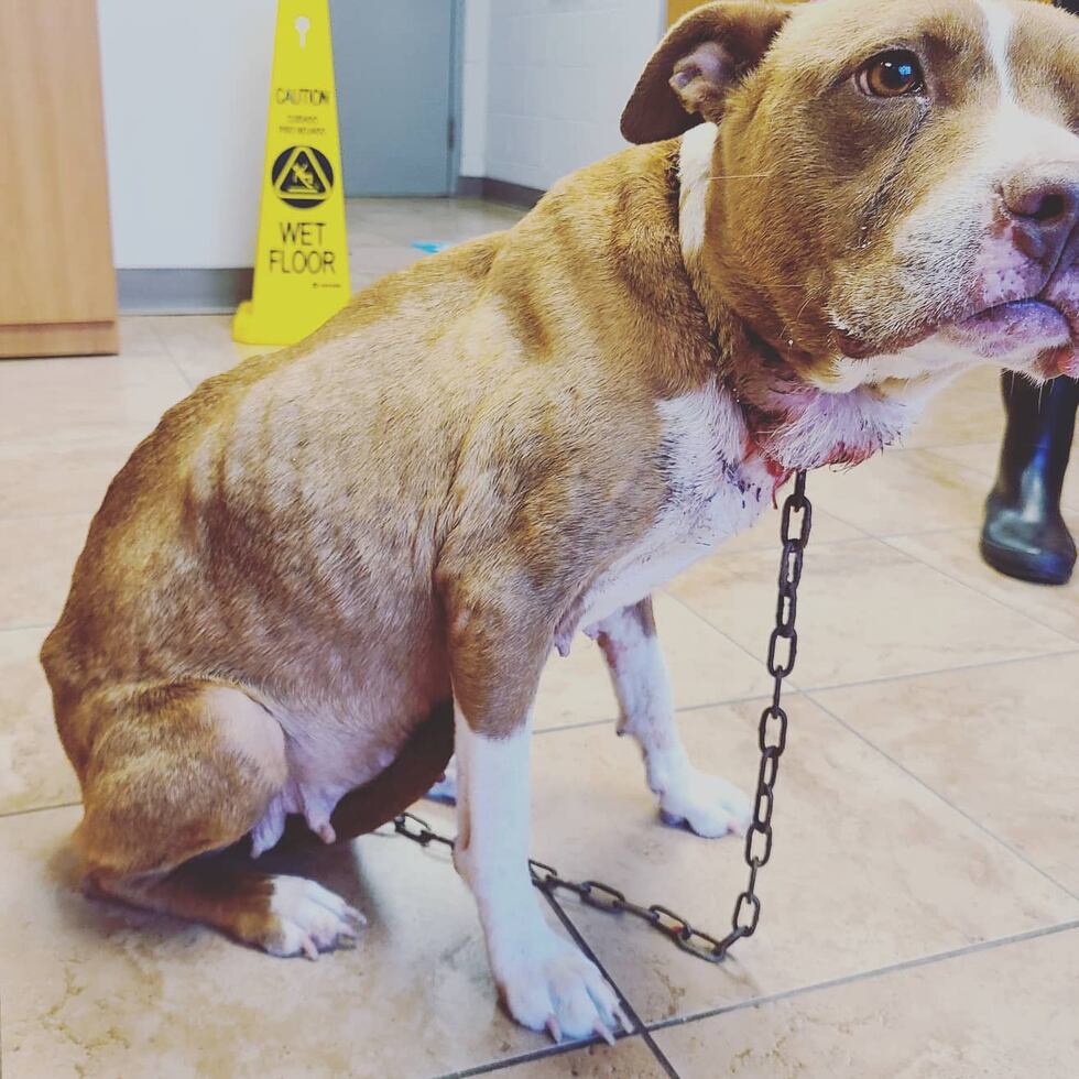 Abandoned dog had chain embedded in neck