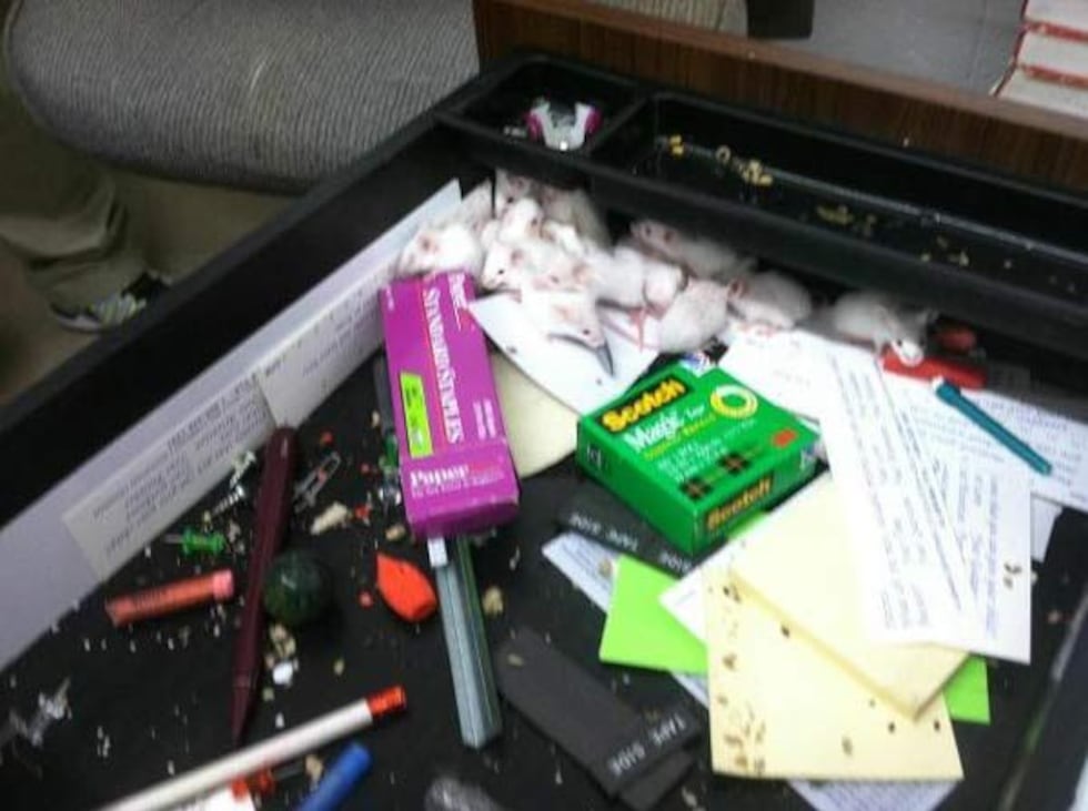 Mice in a desk drawer (Source: Phenix City Police)