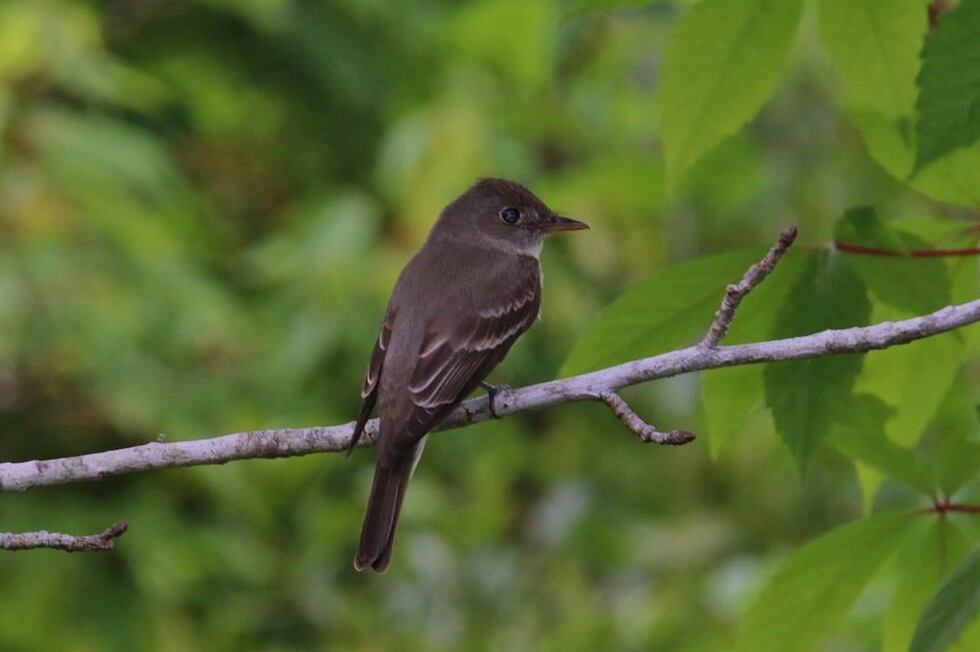 Eastern Wood-Pewee at Crenshaw County Public Lake. (Photo Ken Hare)