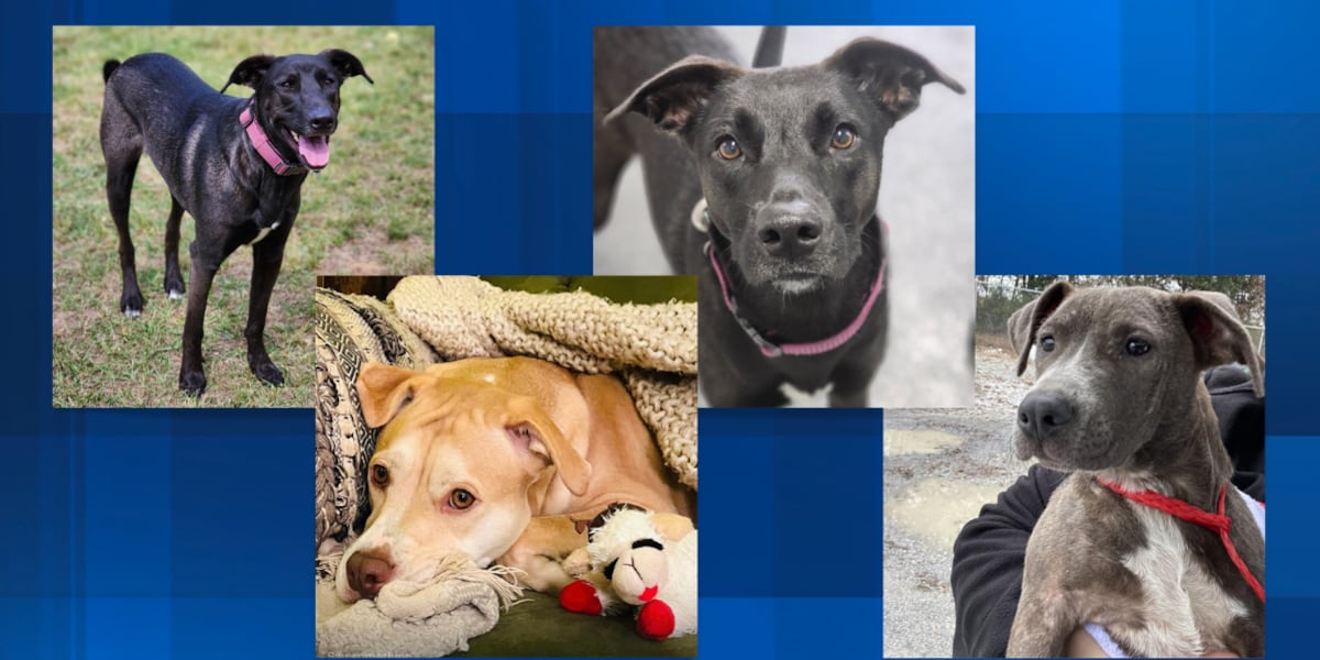 4 dogs await adoption after 500+ days at Montgomery Humane Society