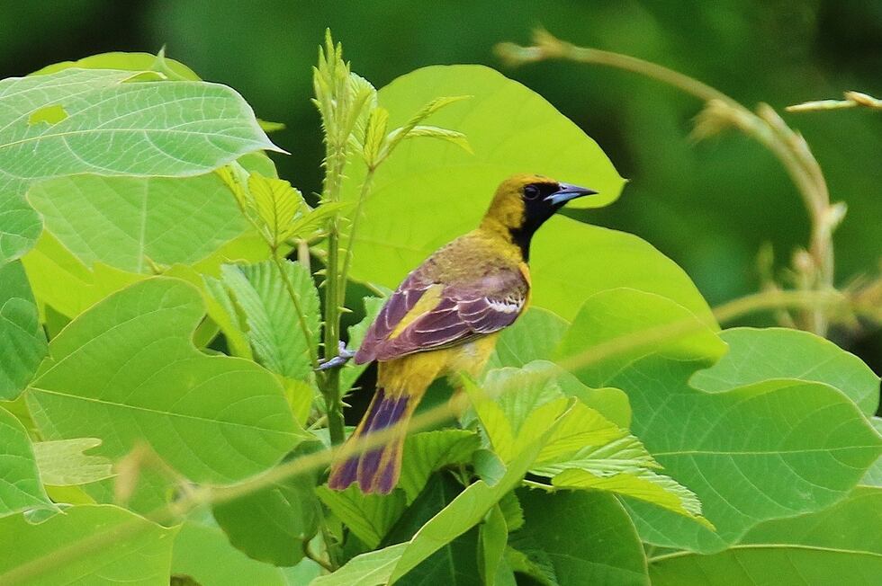 Orchard Oriole juvenile-Crenshaw County. (Photo Ken Hare).