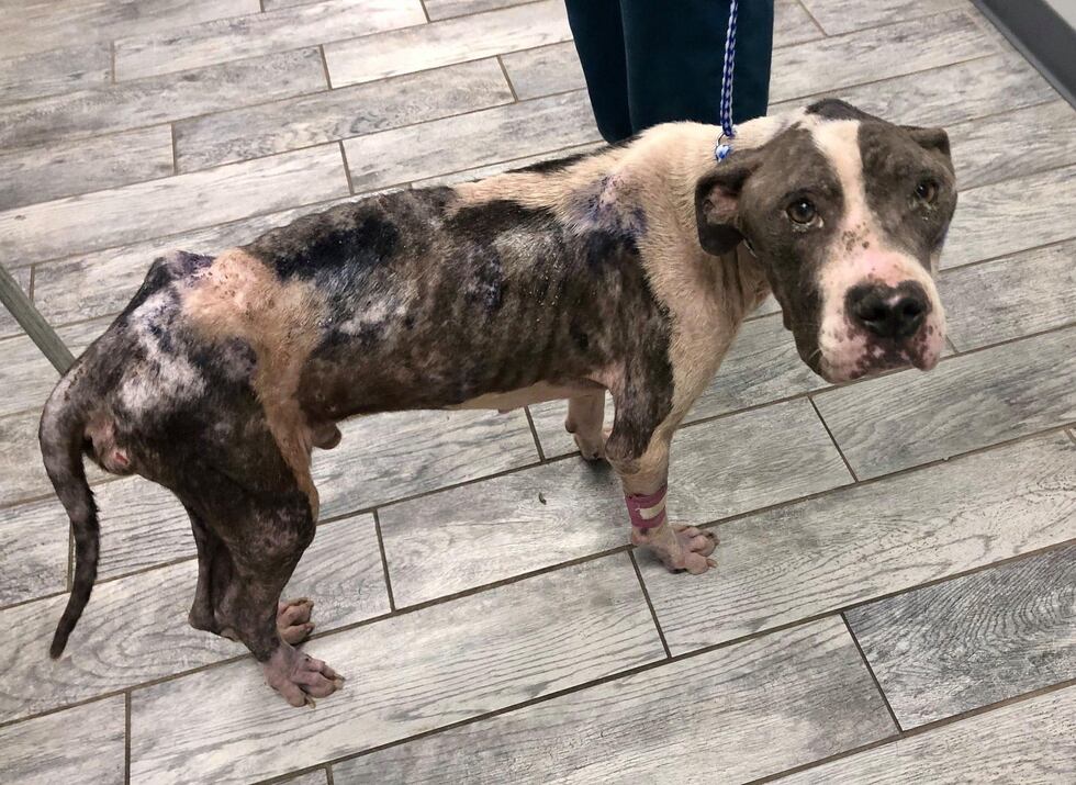 A veterinarian predicts Truman was very close to death from deliberate starvation before his...