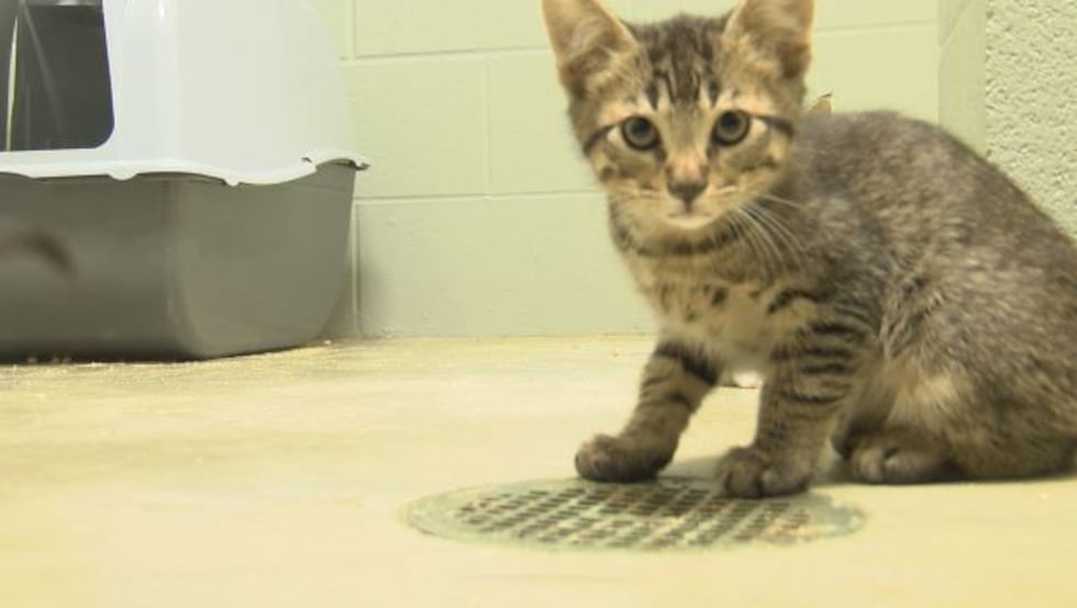 (Source: WSFA 12 News)