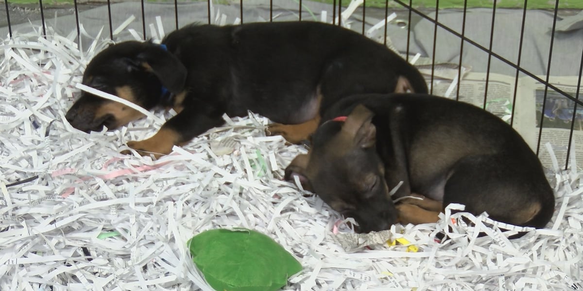 ‘Trying Time': Montgomery shelter struggles as hundreds of animals arrive