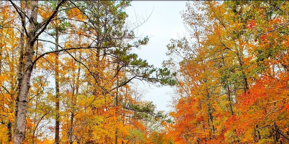Fall Color Alabama Fall color taking over parts of Alabama: “I have never seen it as ...