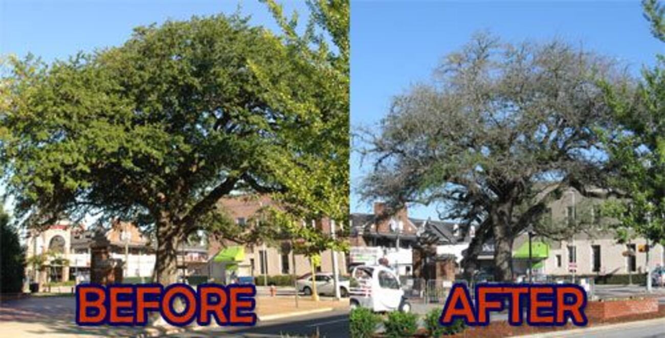 Toomer's Trees: Two photos say it all