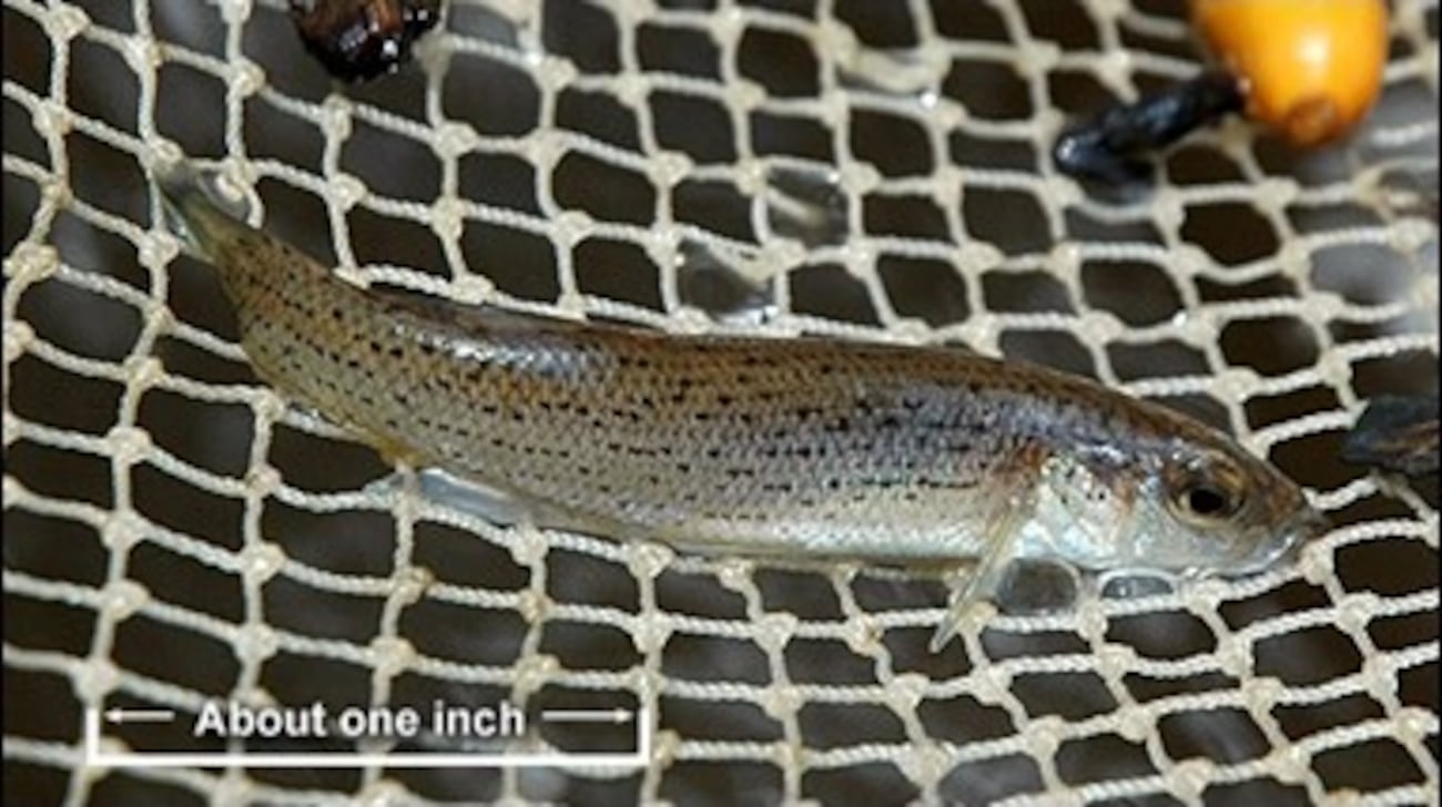 Types Of Fish In Alabama Fish species found only in Alabama moves closer to endangered status