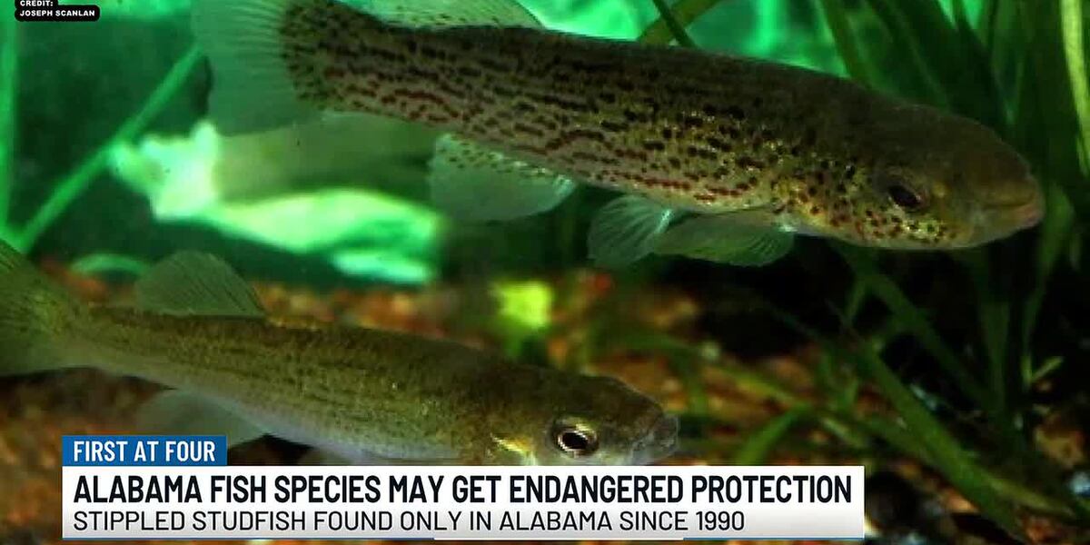 Alabama's Cod Fish Alabama fish species may get endangered protection