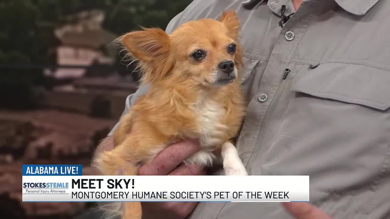 It's time for another pet adoption spotlight with the Montgomery Humane Society. Meet Sky, who...